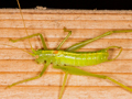 Southern Oak Bush-cricket